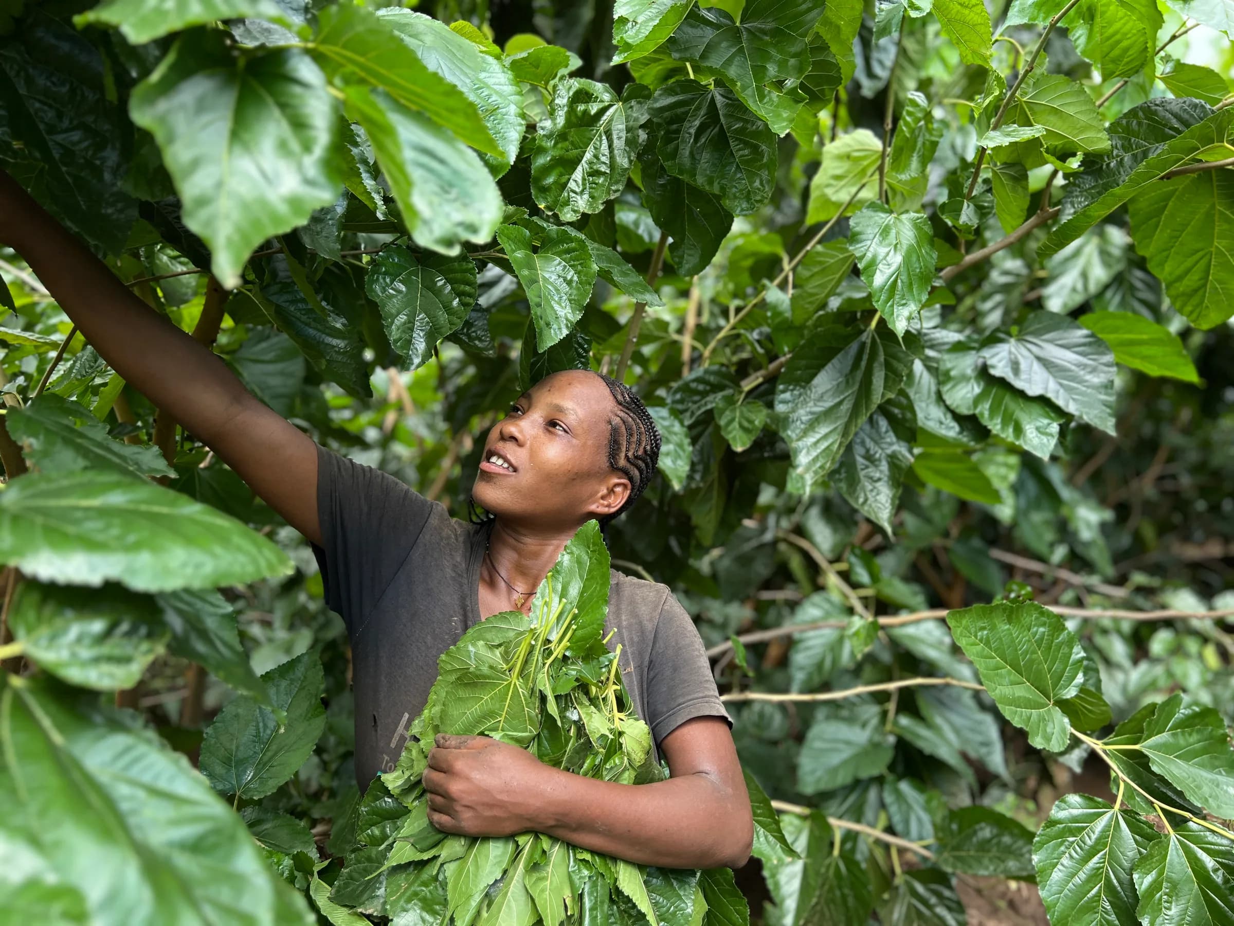 Bere Har community sericulture training in Ethiopia